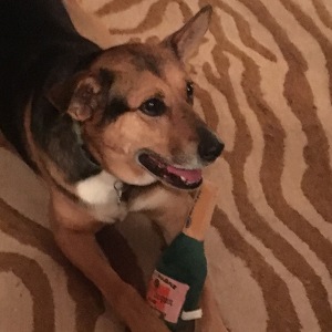 Team Page: Go Dawg Go!